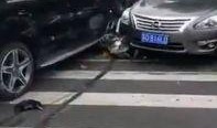女子爆料丈夫奔驰车祸视频,惊人真相曝光